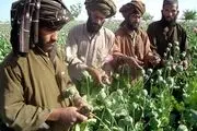 ببینید| کشت تریاک توسط طالبان در نزدیکی مرزهای ایران؟