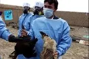 جزئیات دفن نامناسب پرندگان مشکوک به بیماری آنفلوانزا در ملارد 