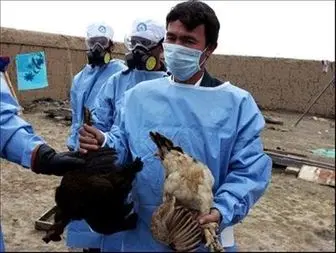 جزئیات دفن نامناسب پرندگان مشکوک به بیماری آنفلوانزا در ملارد 