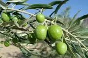 سرمنشأ درخت زیتون کشف شد
