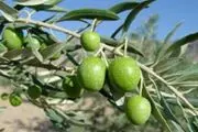 سرمنشأ درخت زیتون کشف شد
