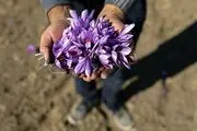 برداشت زعفران در تربت حیدریه/ گزارش تصویری