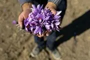 طلای سرخ در بازار چند؟
