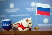 پیشگویى گربه روسی اشتباه از آب در آمد
