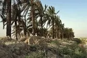 نخل‌های تشنه .../ گزارش تصویری