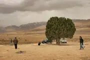 ثبت «تک درخت» به نام عباس کیارستمی