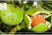 چرا خرید نهال گردو می تواند ما را ثروت مند سازد  ؟