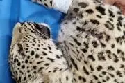 پلنگ زخمی البرز تلف شد