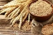قیمت جهانی گندم کاهش یافت

