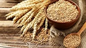 قیمت جهانی گندم کاهش یافت
