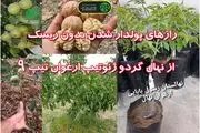 رازهای پولدار شدن بدون ریسک از نهال گردو ژنوتیپ تیپ 9