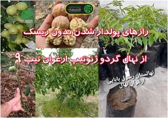 رازهای پولدار شدن بدون ریسک از نهال گردو ژنوتیپ تیپ 9