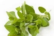 با خواص درمانی پونه آشنا شوید