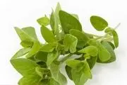 با خواص درمانی پونه آشنا شوید