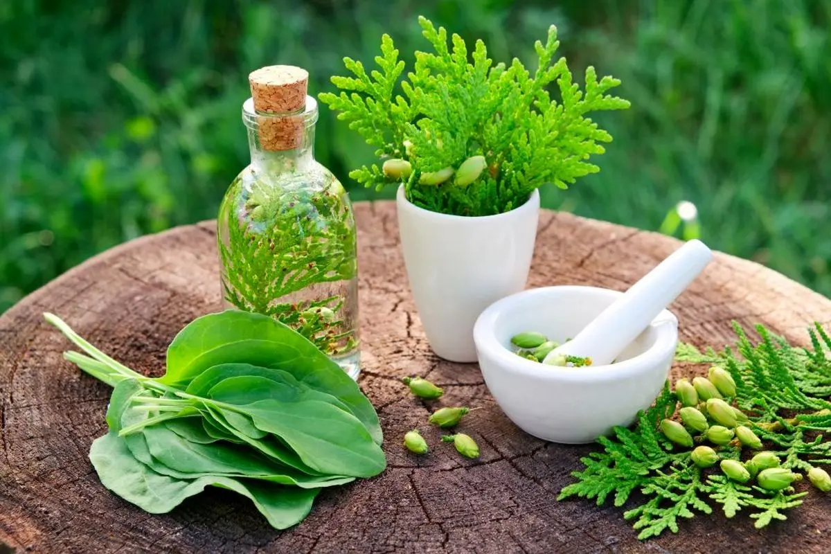 گیاهانی که میتوانند عمرتان را کوتاه کنند