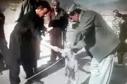 تحویل عاملان شکنجه یک قلاده روباه در پیرانشهر به مقامات قضایی 