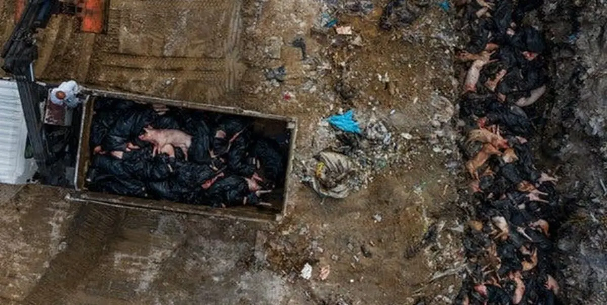 فراگیر شدن بزرگ‌ترین اپیدمی تب خوکی تاریخ در چین