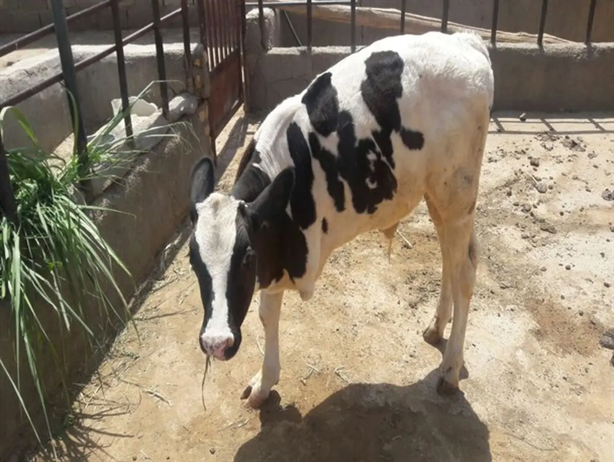 زندگی یک گوساله عجیب در گرمسار+عکس