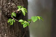 غرس یک میلیون اصله درخت تا پایان سال