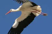  بازگشت لک لک‌ها به مریوان‎/ عکس