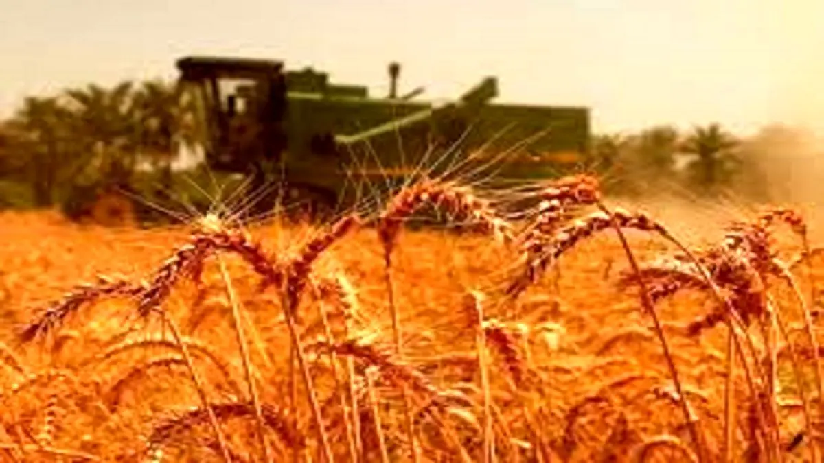 خرید تضمینی گندم از ۷ میلیون و ۲۰۰ هزارتن گذشت