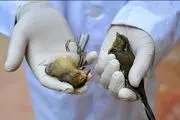 مهاجرت ویروس همه گیر آنفلوانزاهای فوق حاد پرندگان
