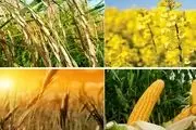 اعلام نرخ خرید تضمینی محصولات کشاورزی به هفته آینده موکول شد

