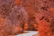 طبیعت پاییزی زیبا در جنگل بهشهر/ عکس