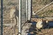 از «کوشکی» و «دلبر» چه خبر؟