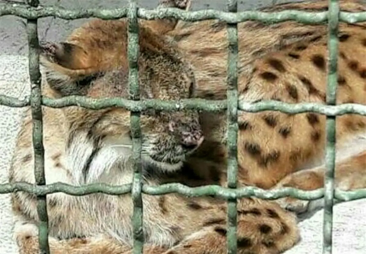 گونههای بومی در قفس باغ وحش غیرمجاز مشهد میپوسند