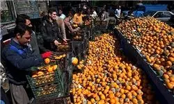 10 هزار تن پرتقال با دلیل بی‌تجربگی فاسد شد