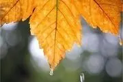 بارش برف و باران در کشور تا ظهر فردا