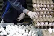 قیمت انواع تخم مرغ در بازار
