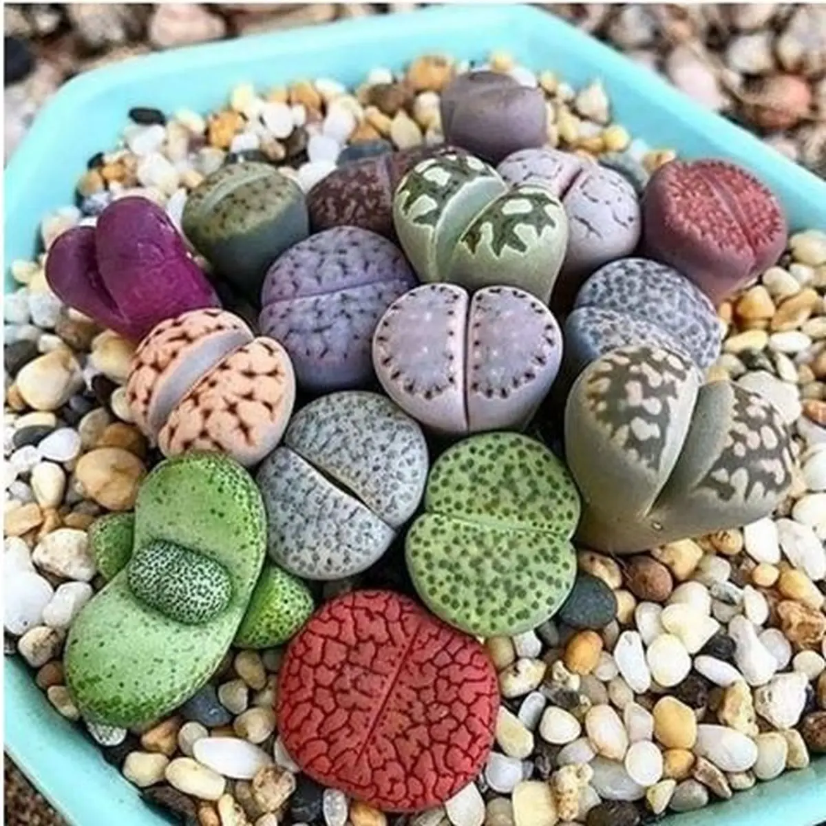 کدام سنگها در خانه به گل تبدیل میشوند؟