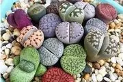کدام سنگ‌ها در خانه به گل تبدیل می‌شوند؟