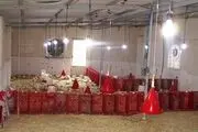 پرورش مرغ سبز روشی نو برای تولید مرغ‌های ارگانیک