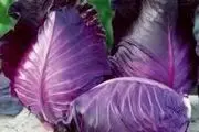 خواص شگفت انگیز برگ کلم