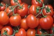 افزایش قیمت گوجه فرنگی مقطعی است
