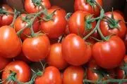 گوجه فرنگی رکورد دار گرانی