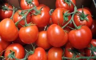 گوجه‌فرنگی برای خارجی‌ها ارزان‌تر از ایران 