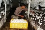 دلالان و افراد سودجو مانع اجرای اقتصاد مقاومتی هستند