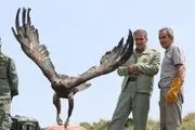 
تصاویر بازگشت پرندگان شکاری‌ به آسمان الوند
