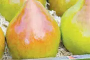 شادترین میوه و خواص آن را بشناسید