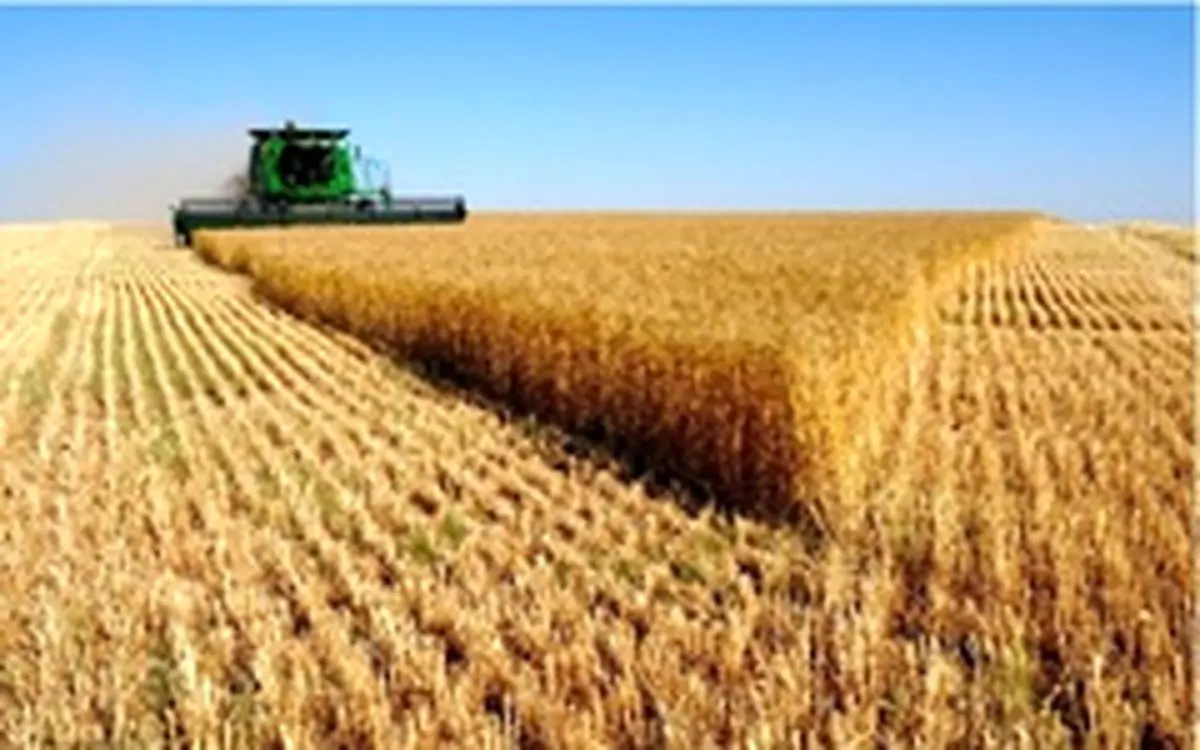 سرنوشت گندم و گندمکاران چه میشود؟