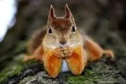  ژست جالب یک سنجاب/ عکس