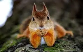 اتفاقی عجیب‌ در طبیعت که سنجاب‌ها رقم زدنند!/عکس