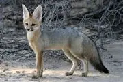 نخستین رکورد از پراکندگی شاه روباه در استان لرستان ثبت شد 