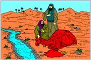 ماجرای عجیب شتر سرخی که از دل سنگ پدید آمد

