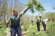 ۷۰ درصد باغ های کشور غیر اقتصادی است