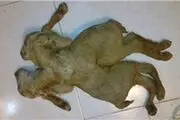 بزغاله ۲ سر در راور متولد شد